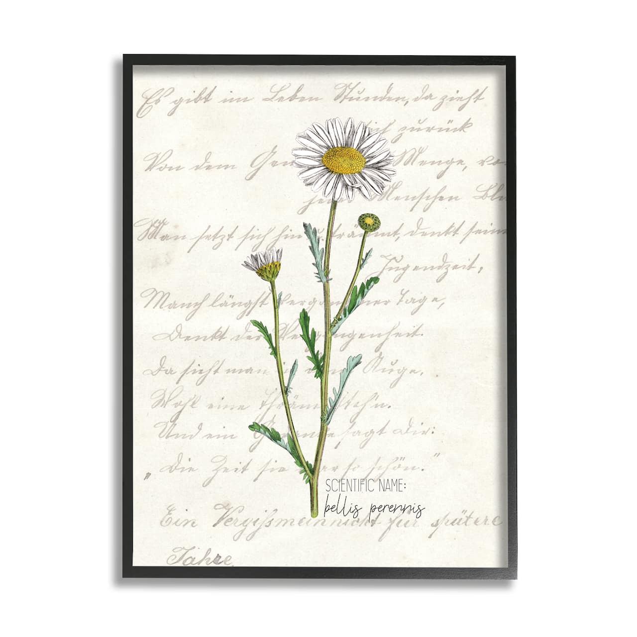 Stupell Industries Vintage Daisy Illustration Latin Script Study in Black Frame Wall Art